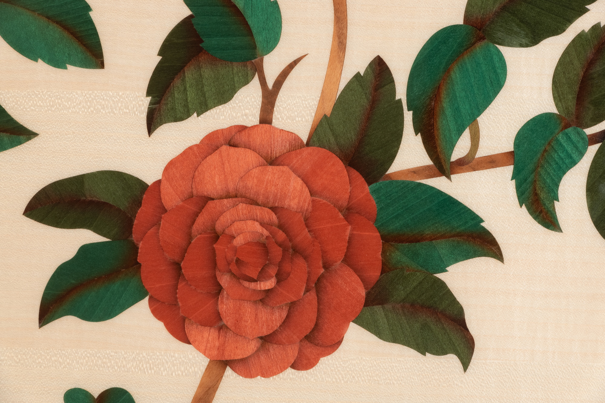 Camellia 20